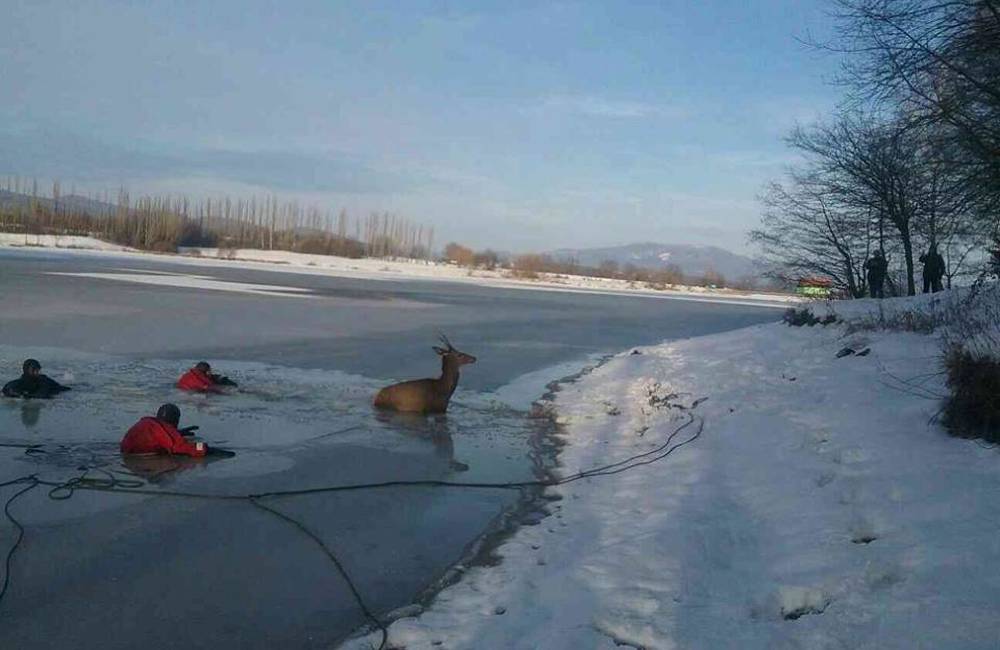 Foto: Hasiči zachraňovali jeleňa z priehrady vo Svinnej, preboril sa pod ním ľad a uviazol vo vode