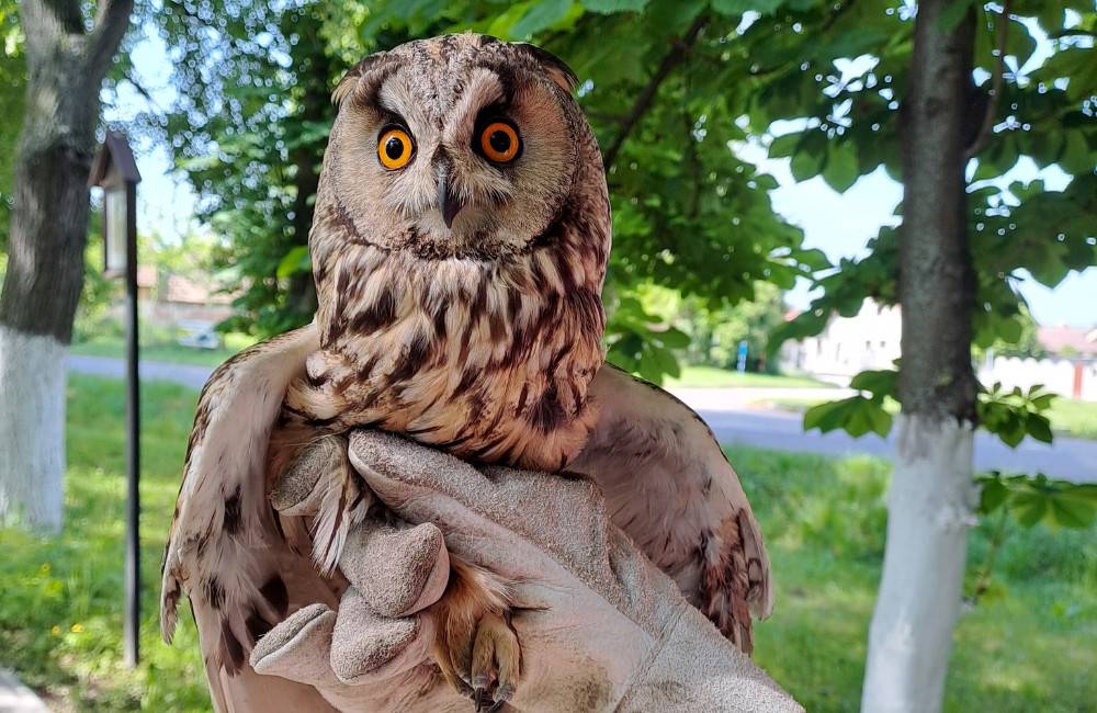 Foto: Dramatická záchrana myšiarky ušatej. Lepidlová pasca na hmyz ju takmer zabila