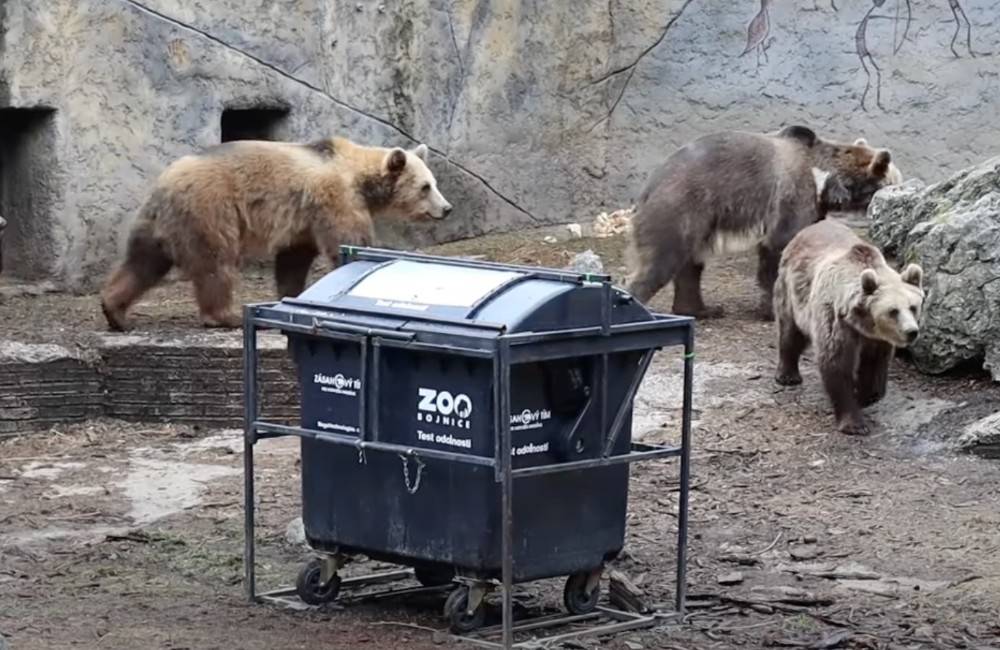 Foto: VIDEO: Medvede z bojnickej zoo dostali týždeň na otestovanie ochrany kontajnerov