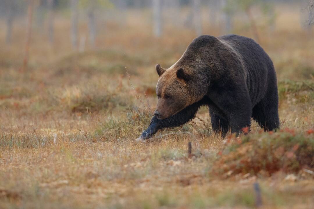 Foto: V okolí Trenčianskych Teplíc sa pohybuje medveď, polícia žiada o opatrnosť