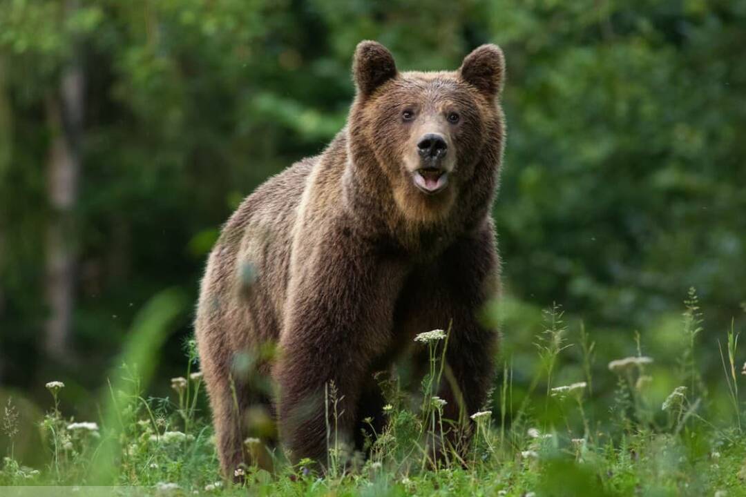 Foto: Pri Kálnici videli medveďa. V tejto lokalite zvýšte opatrnosť