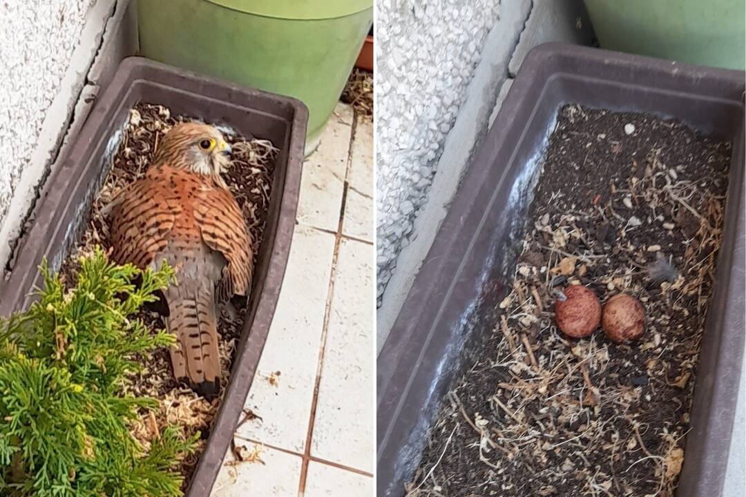 FOTO: Na balkóne v Trenčianskych Tepliciach sa usídlil dravý vták. Samička sokola myšiara už zniesla tri vajíčka