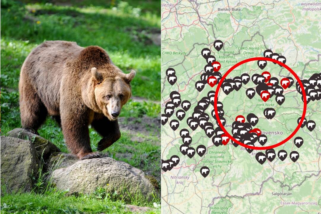 INTERAKTÍVNA MAPA: Niekde prešiel okolo, inde útočil. Kde všade Slováci videli medveďa?