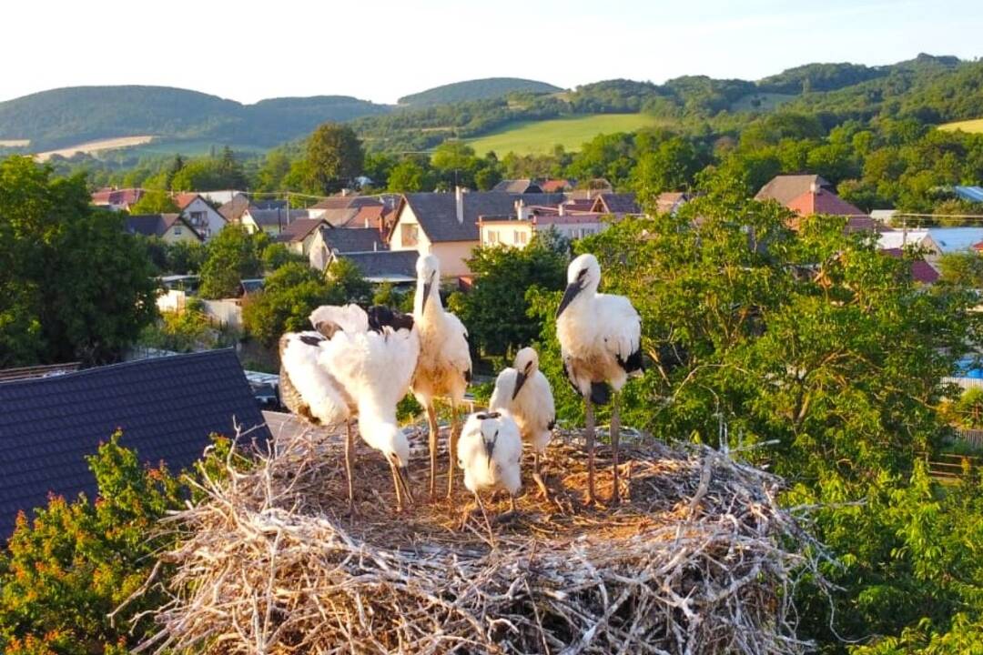 FOTO: Obyvatelia Bošáce majú radosť. V hniezde Elzy a Olivera je rekordný počet mláďat