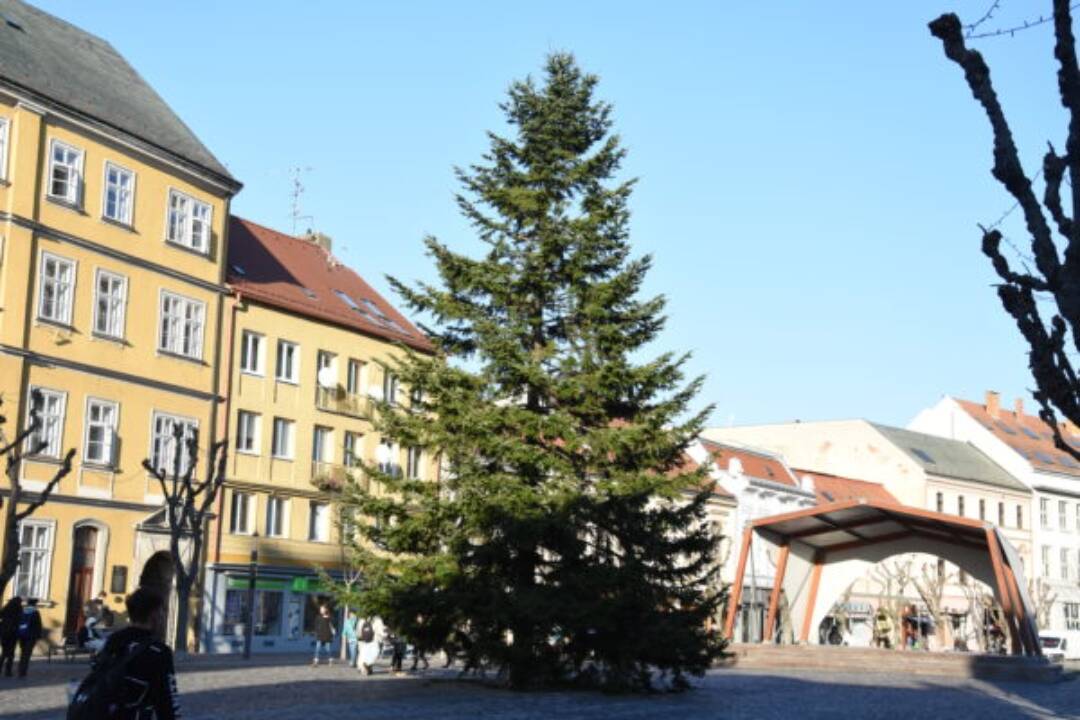 Foto: Trenčania, máte doma veľký ihličnan, ktorý už nechcete? Ponúknite ho mestu, hľadá vianočný stromček  