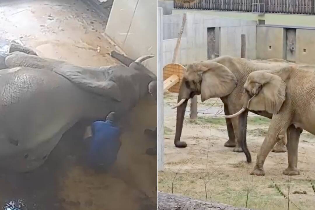 Foto: VIDEO: Pavilón slonov v bojnickej zoo bol dva dni zatvorený. Slonica Maja poriadne vystrašila ošetrovateľov