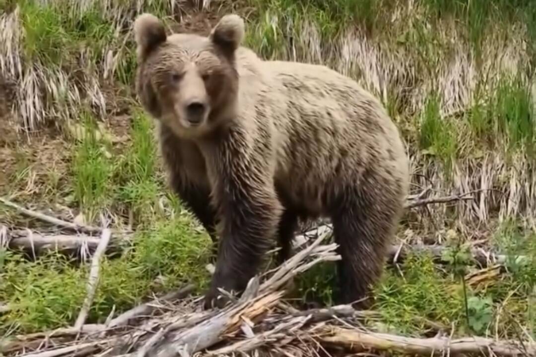 Lazy pod Makytou upozorňujú na opakovaný výskyt mladého medveďa v blízkosti domov