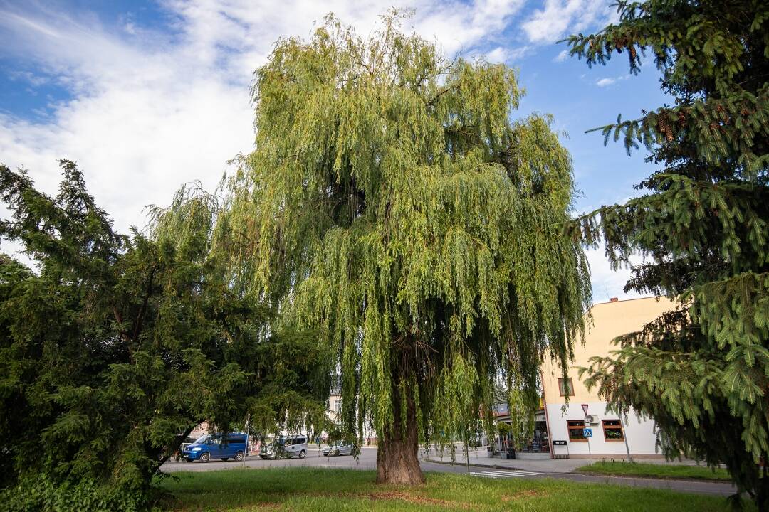 FOTO: Prievidzská vŕba sa prebojovala do finále súťaže Strom roka. Hlasovať môžete do konca mesiaca