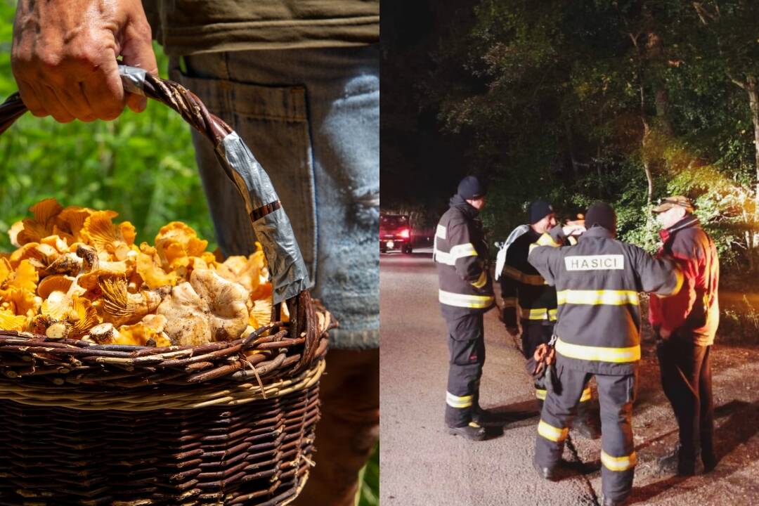 Foto: Sezóna hríbov je v plnom prúde! Každý rok sa v lese stratí niekoľko hubárov, tu sú tipy ako sa  bezpečne vrátiť