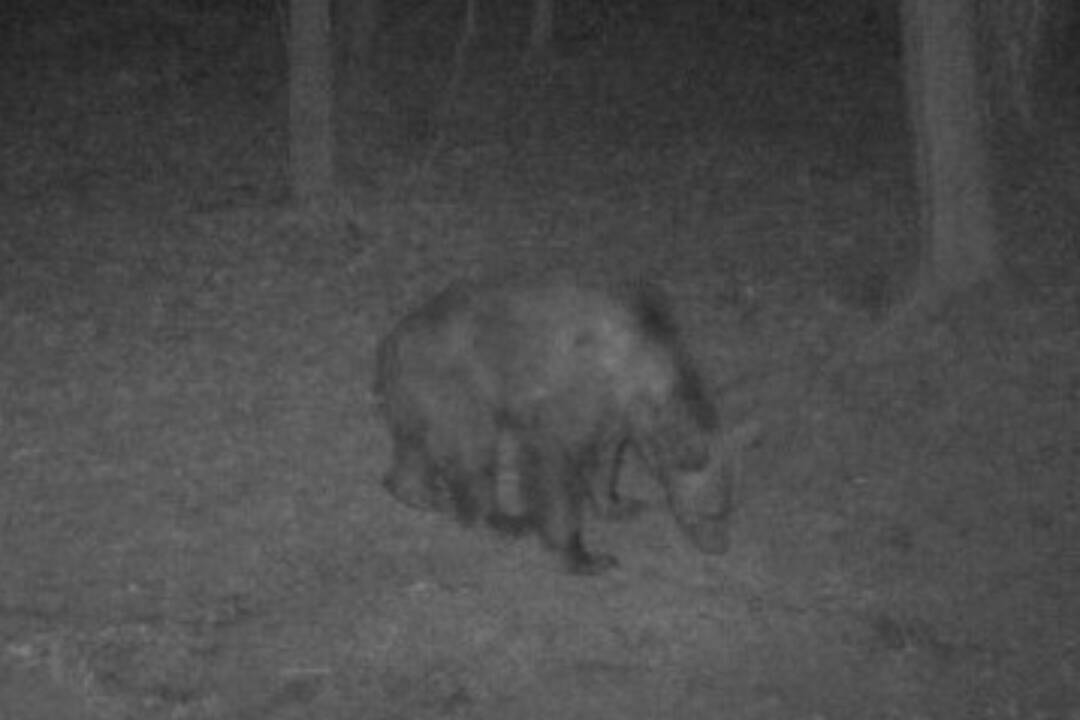 V prievidzkom lesoparku sa pohybuje medveď. Buďte obozretí, upozorňuje mesto