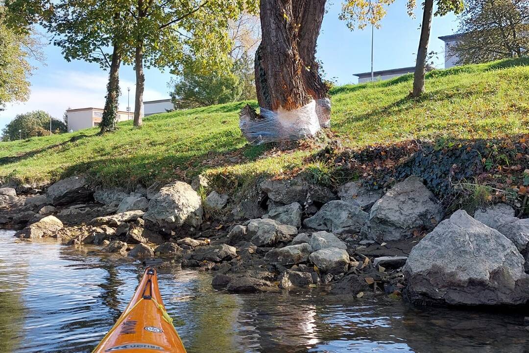 Foto: Na Sihoti v Trenčíne niekto obaľuje stromy fóliou. Je to vhodná ochrana proti bobrom?