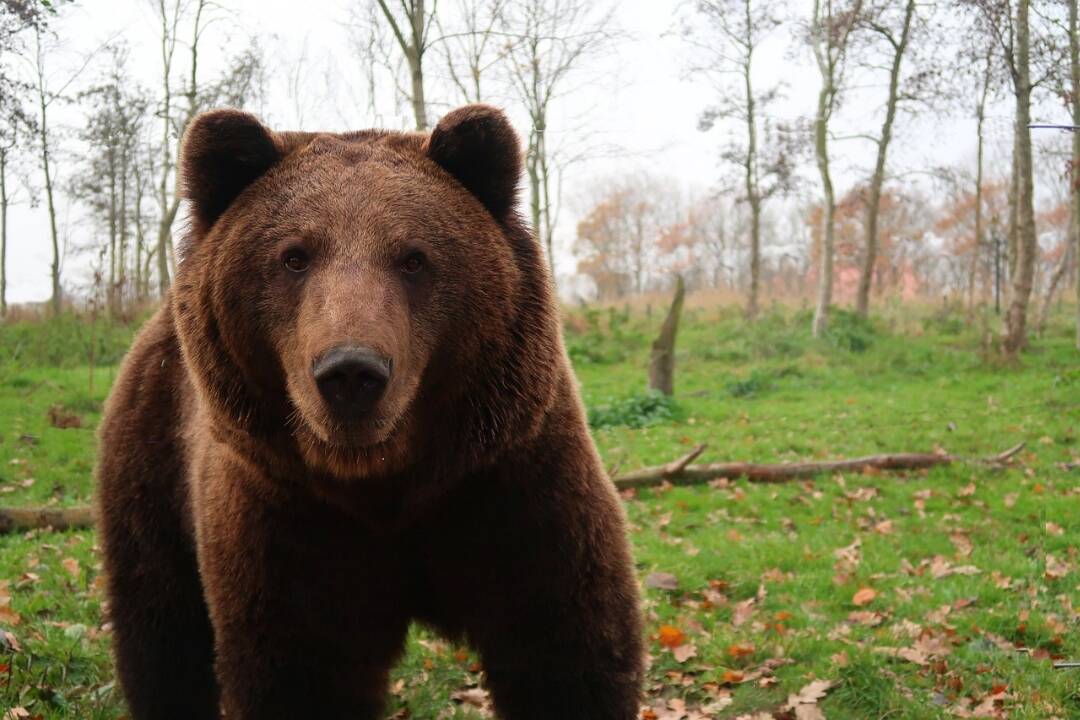 Foto: V okrese Trenčín je obec, v ktorej sa obyvatelia boja vychádzať z domu. Na medveďov tu upozorňuje aj verejný rozhlas