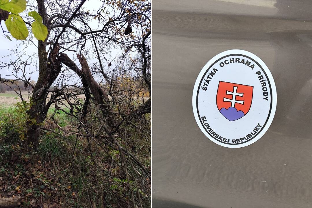 FOTO: Mestská časť Považskej Bystrice upozorňuje na výskyt medveďa hnedého. Ten po sebe zanechal stopy