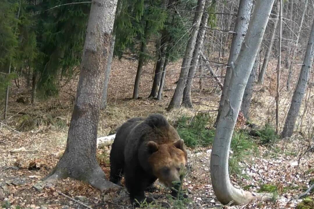 Foto: Medveďa videli v ďalšej obci pri Prievidzi. Pohyboval sa blízko rodinných domov