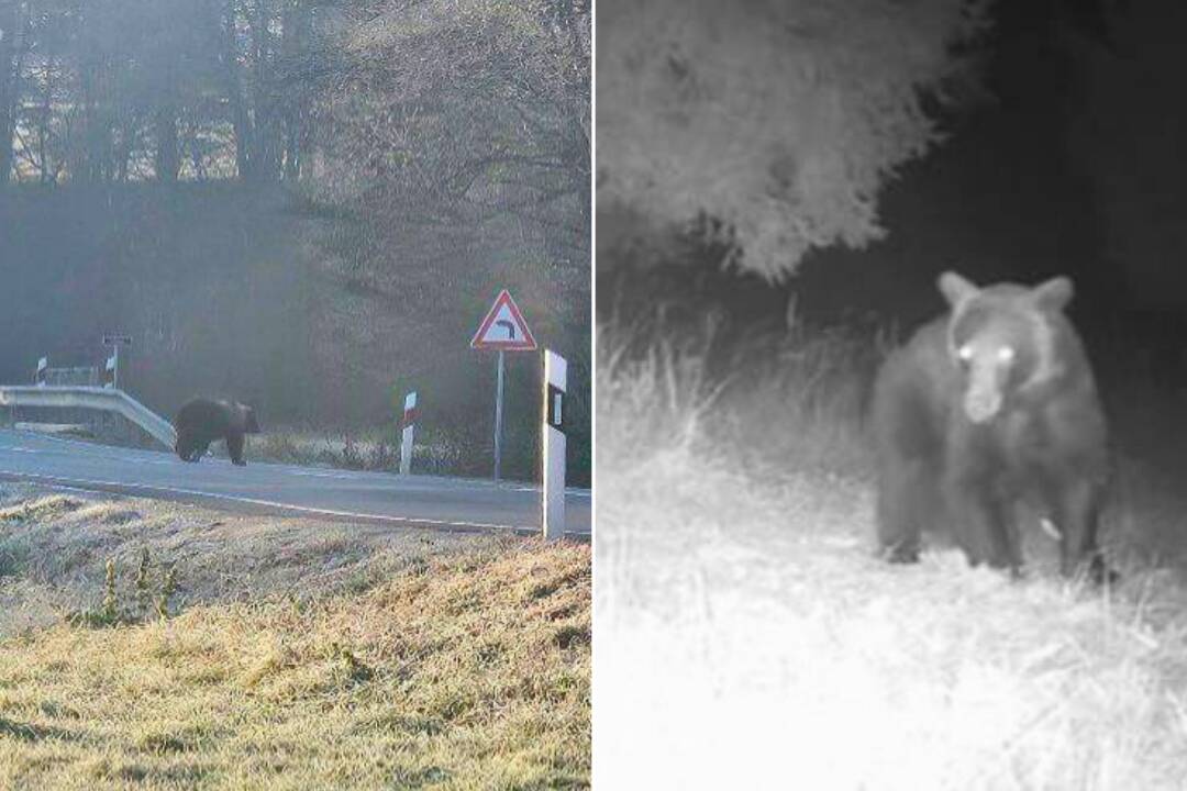 FOTO: V obci Domaniža videli dnes ráno medveďa. Nevadila mu ani hustá premávka na ceste