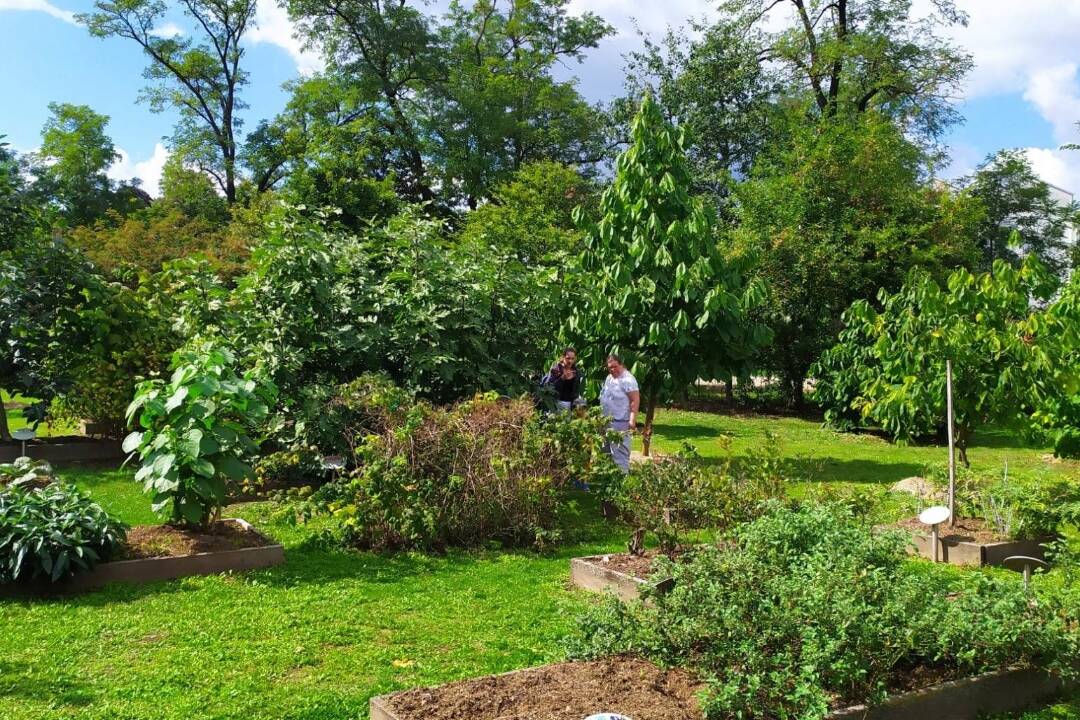 Foto: Považská Bystrica vyhrala ako jedna z troch samospráv na Slovensku jedlý ostrov 