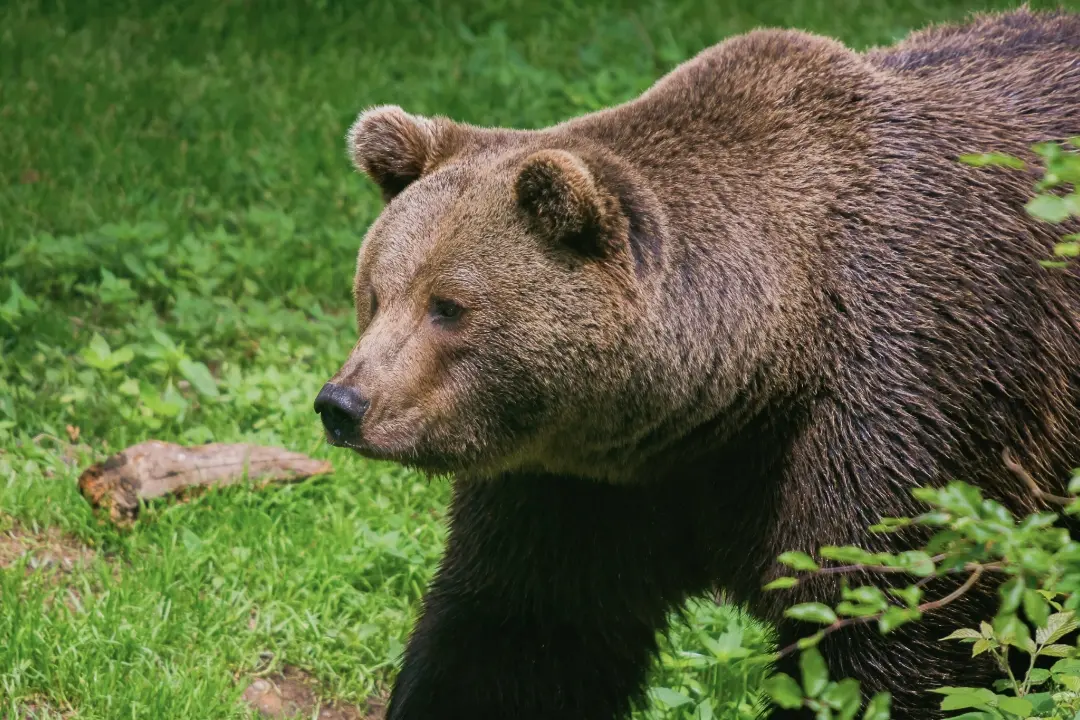 Foto: V obci pri Bánovciach nad Bebravou videli medveďa. Pohyboval sa po dvore rodinného domu