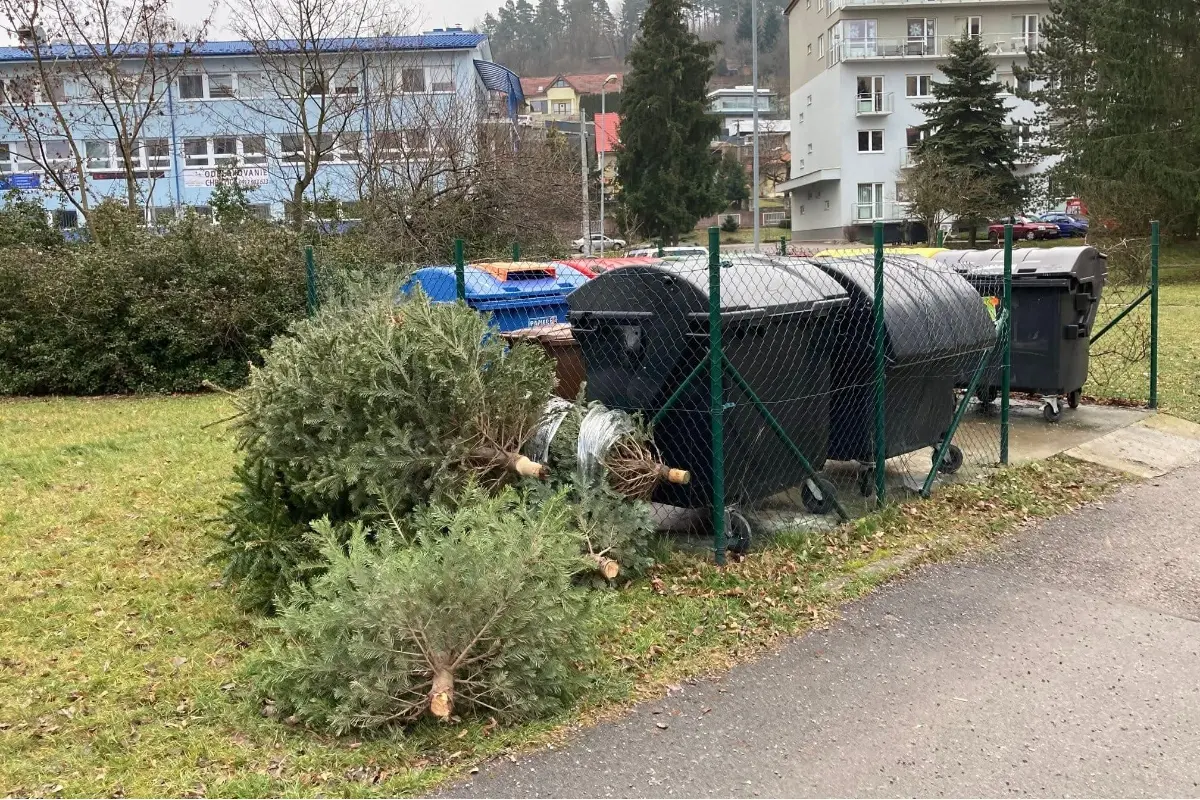 Foto: Chcete sa zbaviť vianočného stromčeka a neviete, čo s ním? V Považskej Bystrici ich zbierajú ekologicky