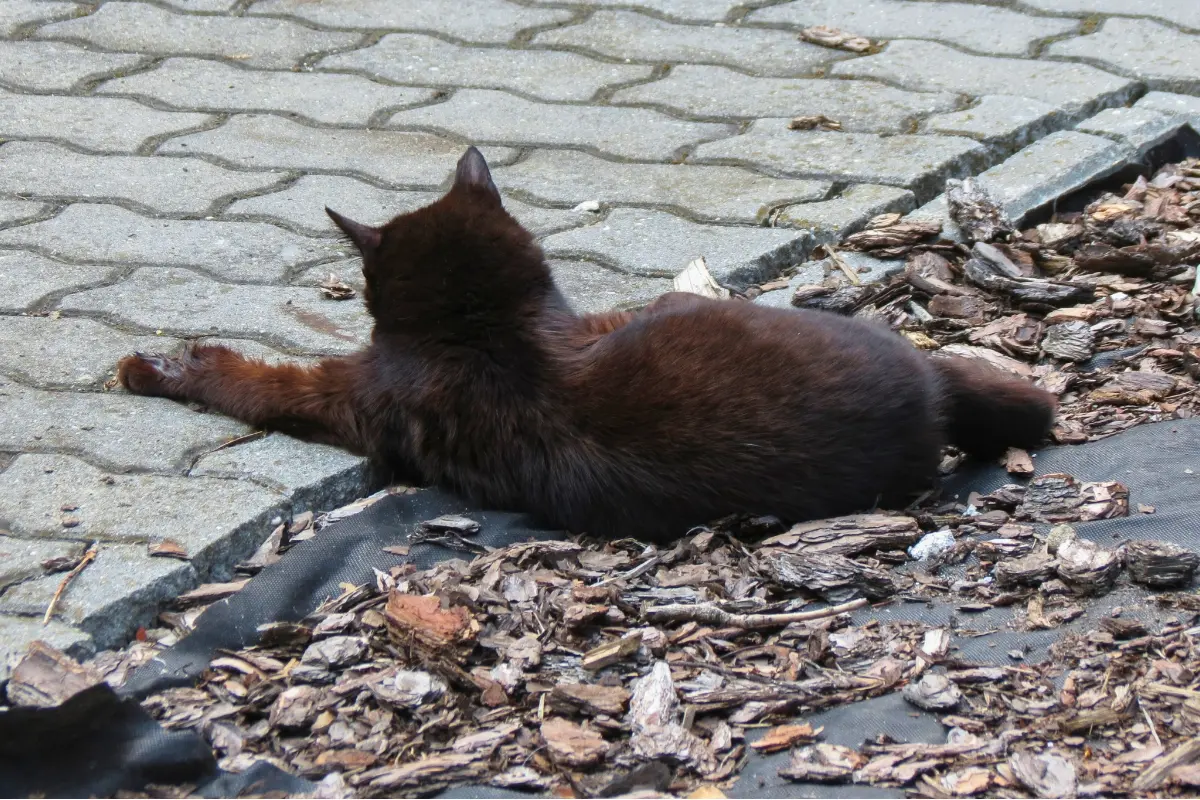 Foto: Trenčianke Barbore niečo narazilo do auta, má obavy, že by mohlo ísť o mačku. Hneď ju vezmem na veterinu, prosí svedkov