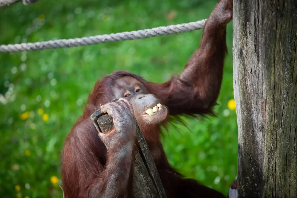 Foto: Pomôž orangutanom v bojnickej zoo. Hľadajú ochotných ľudí, ktorí im darujú plachty, osušky alebo deky