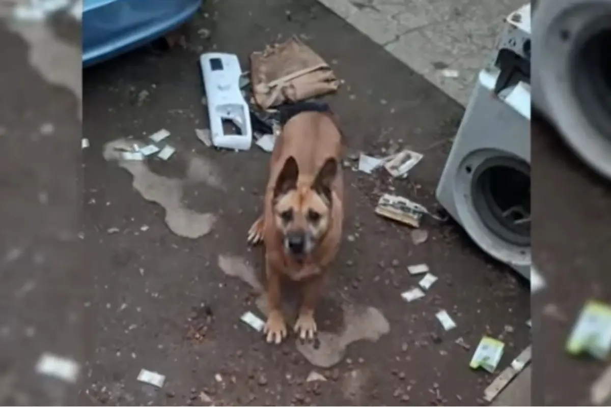 Foto: Jej majiteľ zomrel, ostala na dvore sama. OZ Trenčianske Labky upozorňujú na prípad fenky, ktorá je bez jedla už týždne