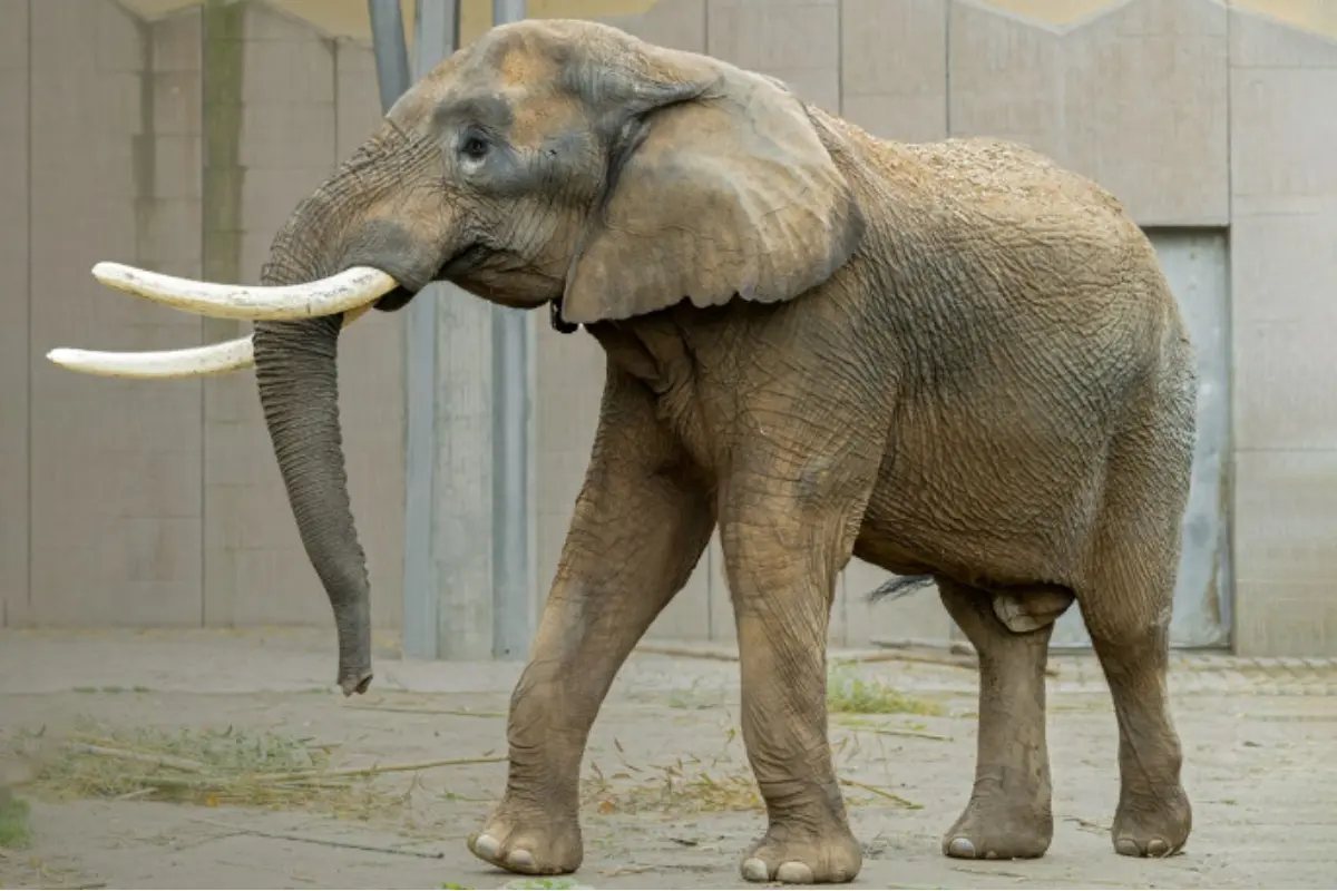 Foto: VIDEO: Bojnická ZOO zverejnila vtipné video z pavilónu slonov, slon TEMBO tu trénuje silu svojich ošetrovateľov