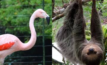 Viete prečo sú plameniaky ružové? Ak nie, zastavte sa v bojnickej ZOO Na kus reči s ošetrovateľom