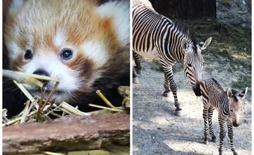 FOTO: V bojnickej zoo majú obrovskú radosť: Narodili sa tam mláďatá pandy aj zebry