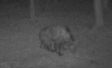 V prievidzkom lesoparku sa pohybuje medveď. Buďte obozretí, upozorňuje mesto