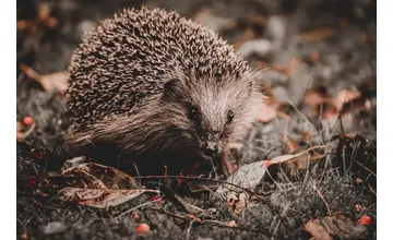 Našli ste ježka, ktorý vyzerá ako mŕtvy? Nepochovávajte ho, môže len hibernovať