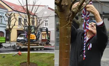 FOTO: Mierové námestie v Trenčíne opäť zdobí lipa. Dúfame, že táto prežije, konštatujú miestni