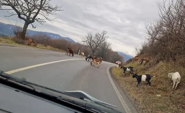 Na ceste za Šútovcami sa prechádzajú kozy, dajte si pozor!