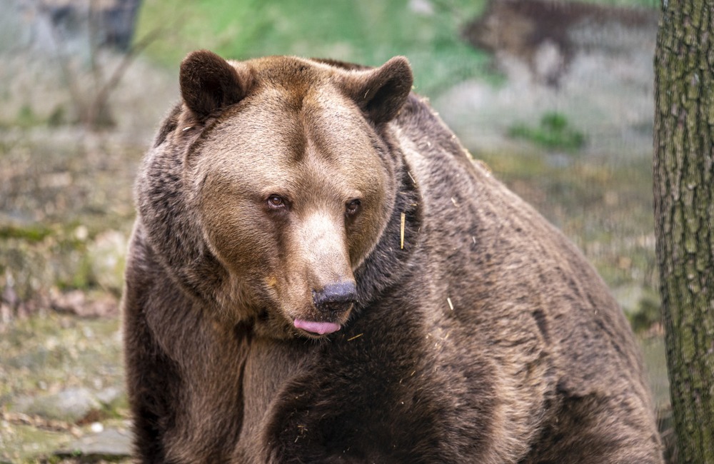 Najstaršiu slovenskú zoologickú záhradu navštívil po prvýkrát známy herec, foto 1