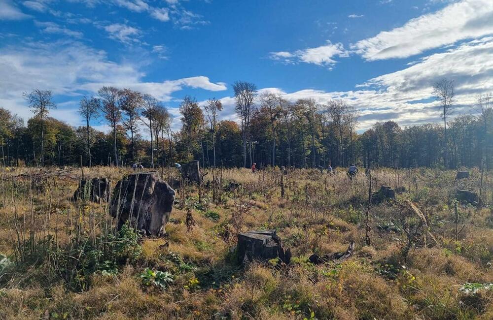 FOTO: Zalesňovanie brezovských lesov, foto 2