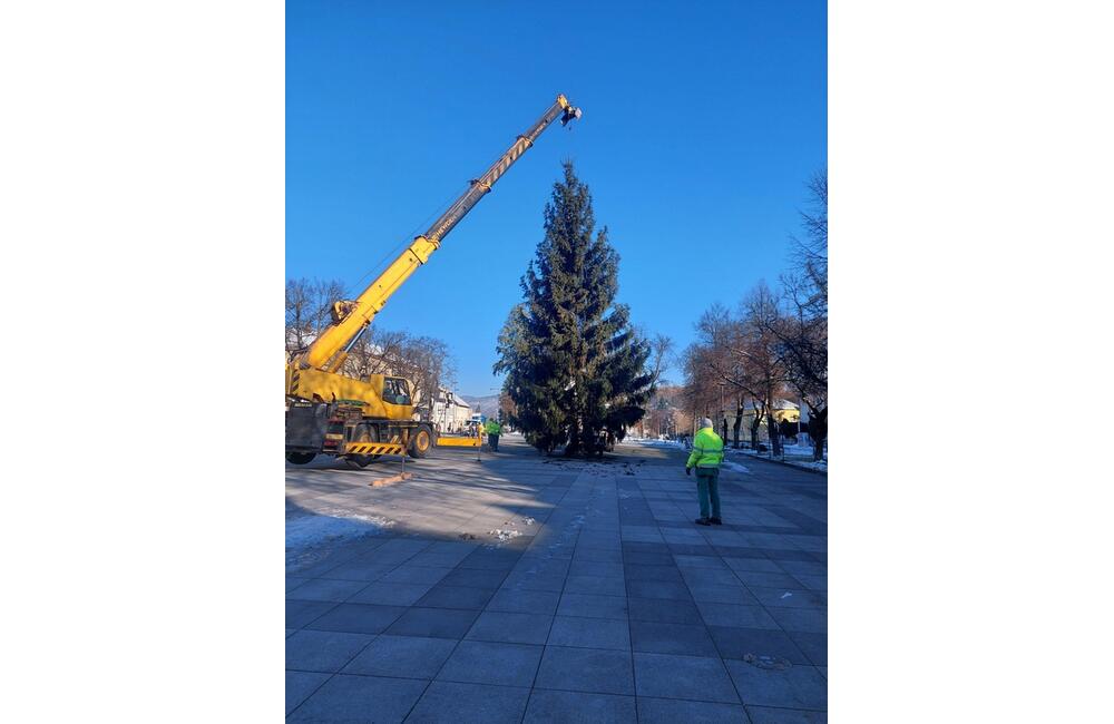 FOTO: Strastiplná životná púť tohtoročného vianočného stromu v Handlovej, foto 4