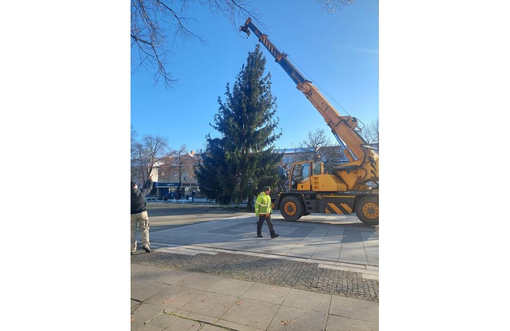 FOTO: Strastiplná životná púť tohtoročného vianočného stromu v Handlovej, foto 6