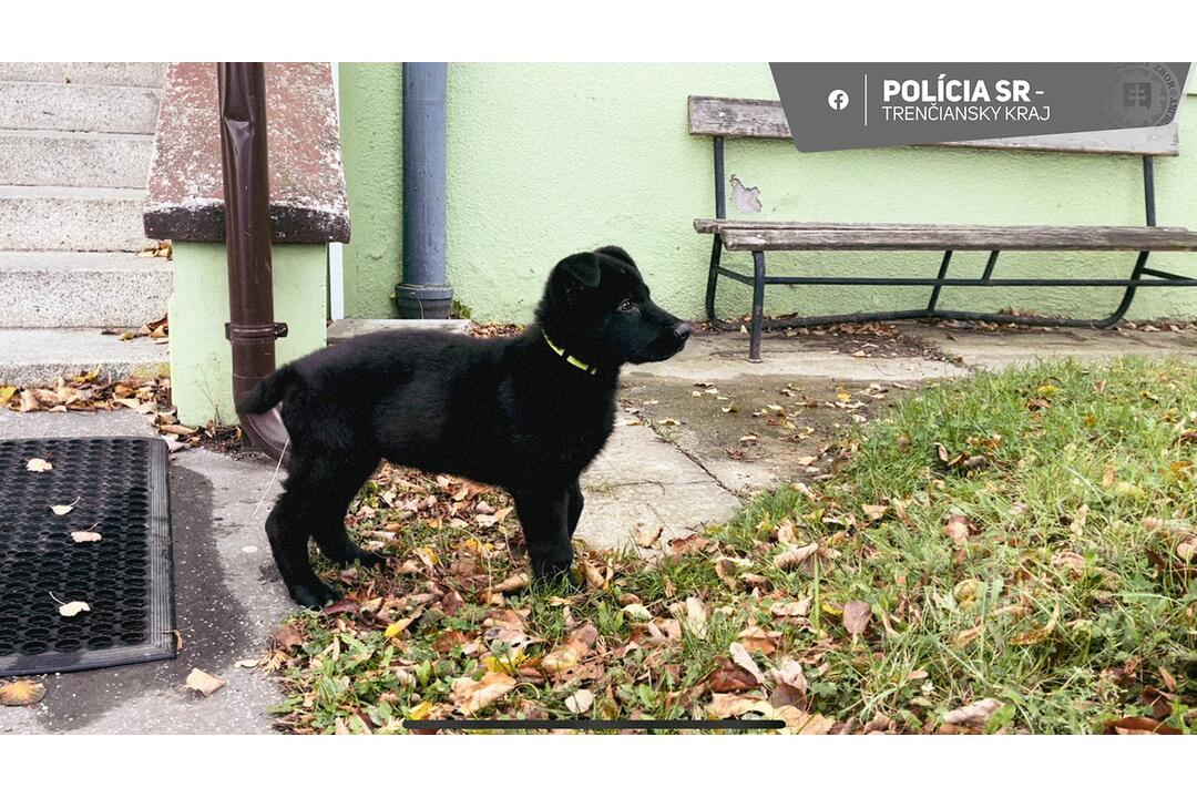 FOTO: Roztomilý pomocník policajtov má už 5 mesiacov. Z malej čiernej guľky je riadny trhač, foto 1