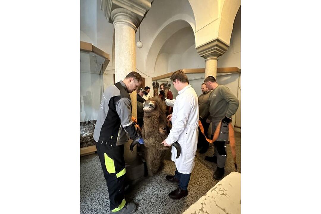 FOTO: Najznámejší slovenský zubor sa sťahuje. V sobotu opustí trenčiansky Župný dom, foto 4