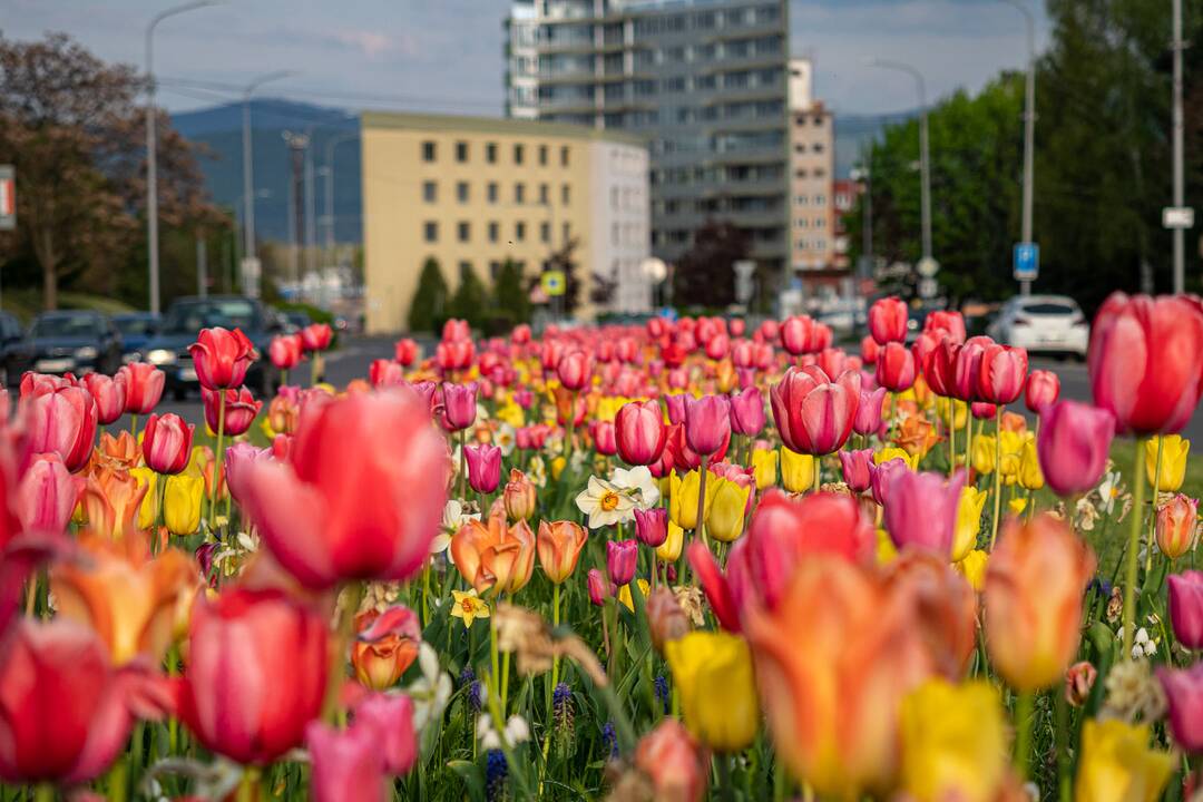 FOTO: V Novom Meste nad Váhom vysadili 33-tisíc cibuliek kvetov, foto 2