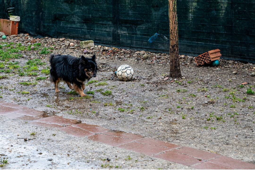 FOTO: Vďaka peniazom z novomestských podujatí nakúpili psíkom z útulku krmivo, foto 6