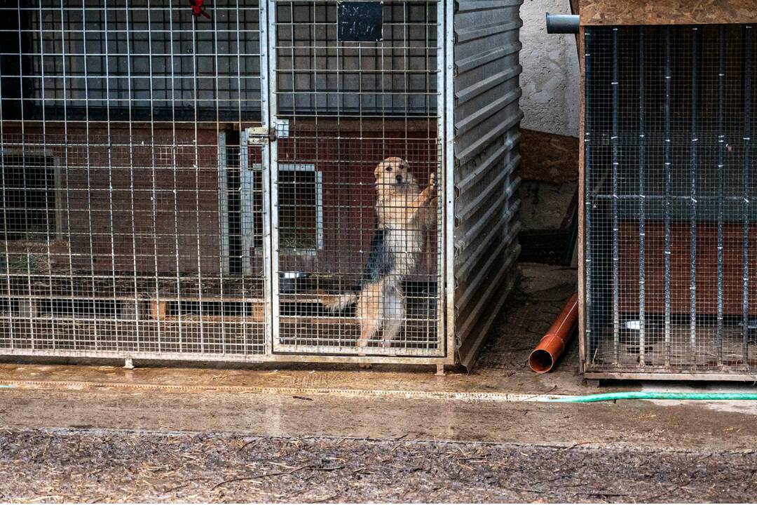 FOTO: Vďaka peniazom z novomestských podujatí nakúpili psíkom z útulku krmivo, foto 8