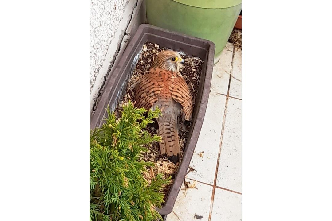 FOTO: Samička sokola myšiara sa usídlila v kvetináči. Obyvatelia Trenčianskych Teplíc majú zážitok, foto 1