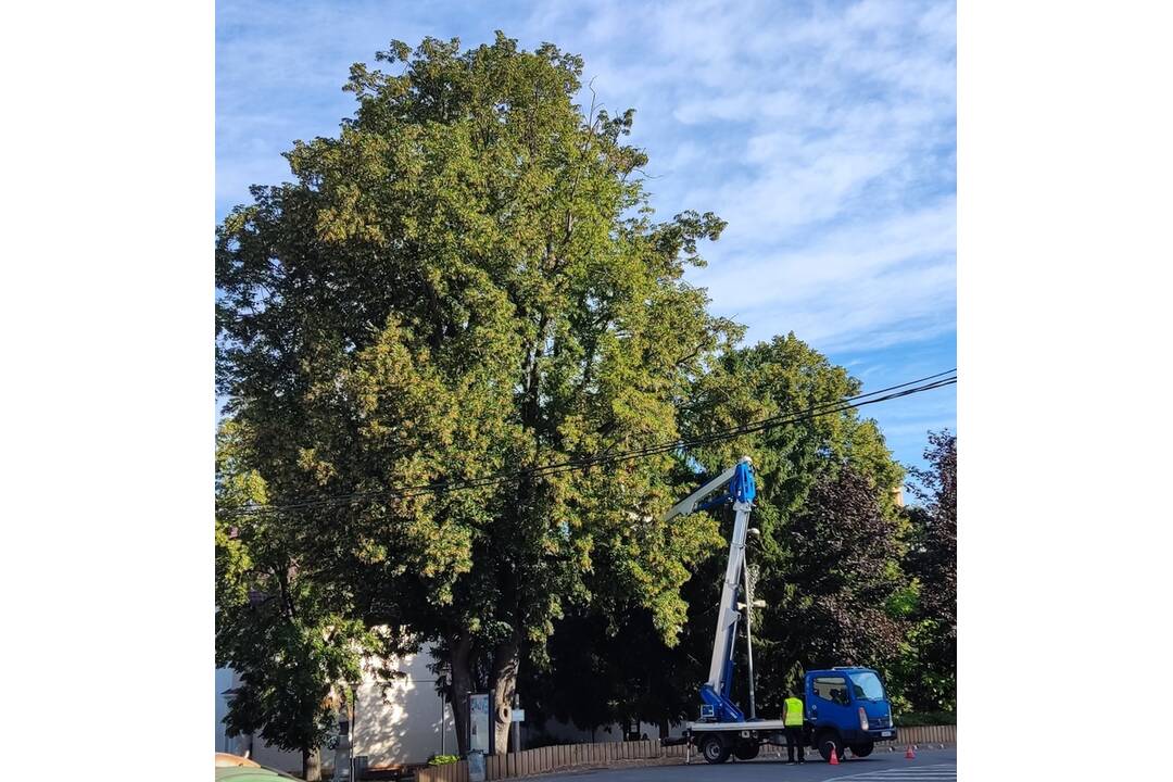 FOTO: Vzácna lipa v Parku Štefana Rausa v Ilave, foto 5