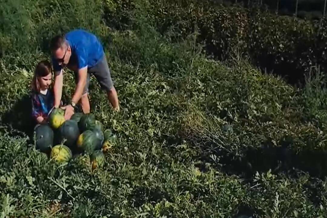 FOTO: Pestovateľ melónov sa teší z bohatej úrody , foto 1