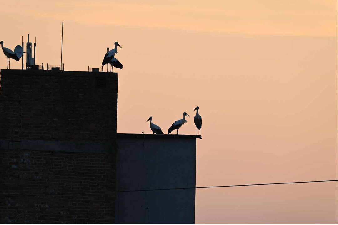 FOTO: Trenčanom sa podarilo spraviť nádherné fotografie bocianov na sídlisku , foto 1