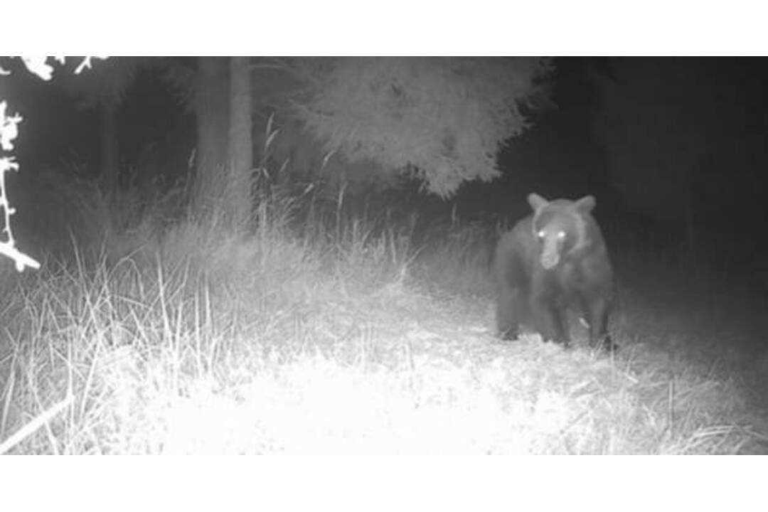 FOTO: Výskyt medveďa hnedého zaznamenali v obci Domaniža. Videli ho na viacerých lokalitách v okolí, foto 2