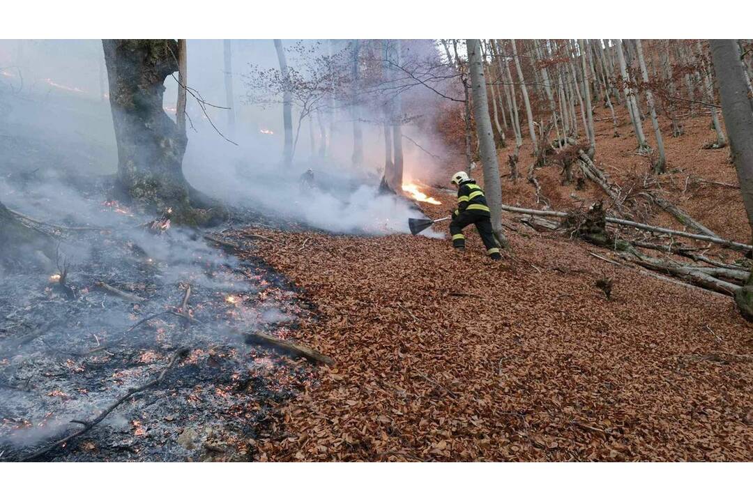 FOTO: Les v plameňoch, foto 5