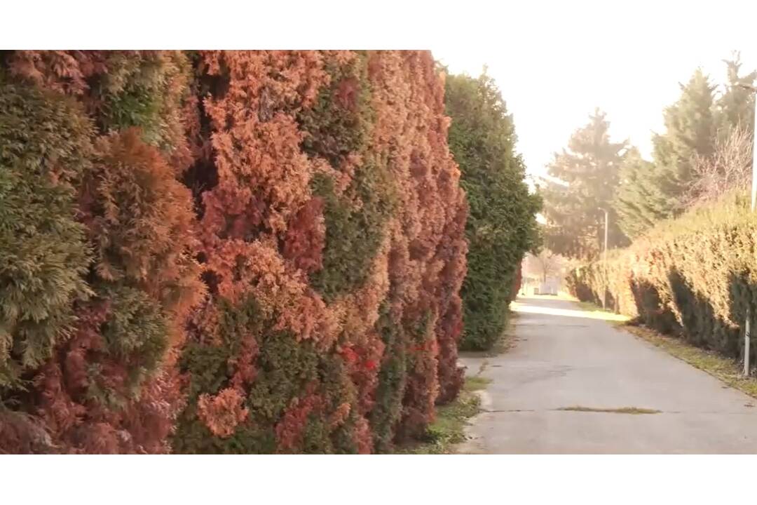 FOTO: Vzhľad novomestských cintorínov sa definitívne zmení. Mesto plánuje veľký výrub stromov, foto 3