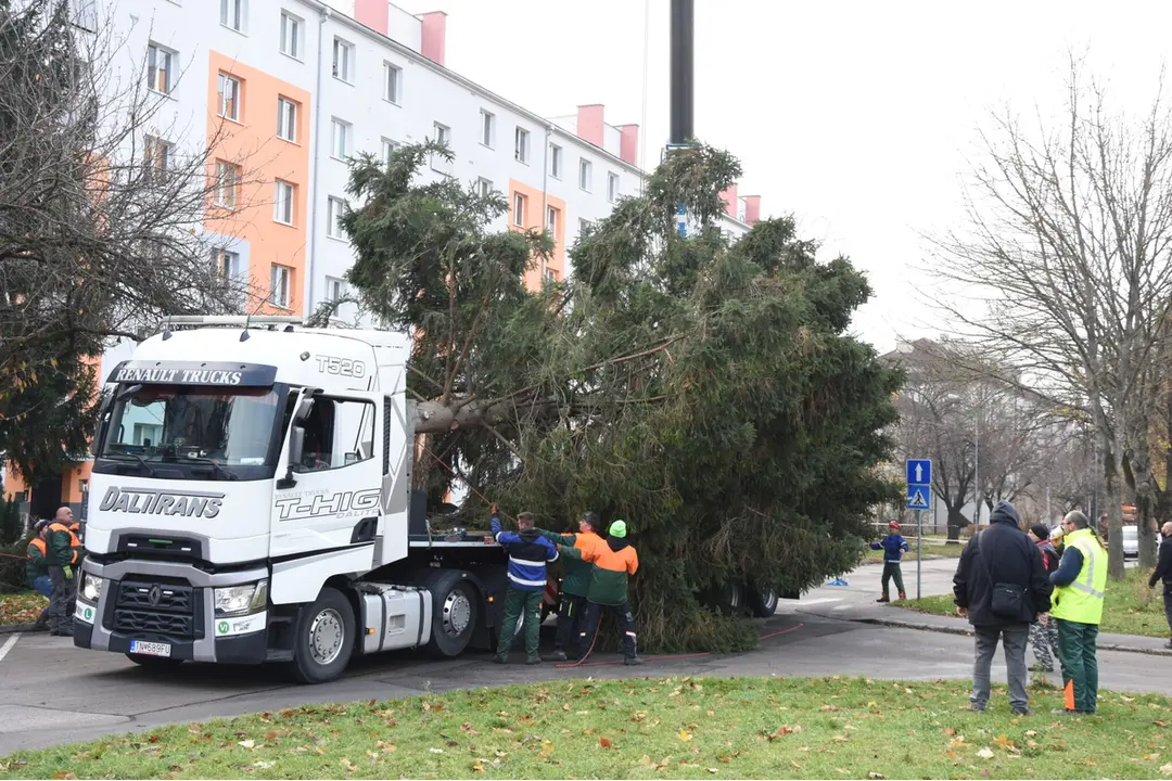 FOTO: Na Mierovom námestí v Trenčíne už stojí 17-metrový smrek, foto 7