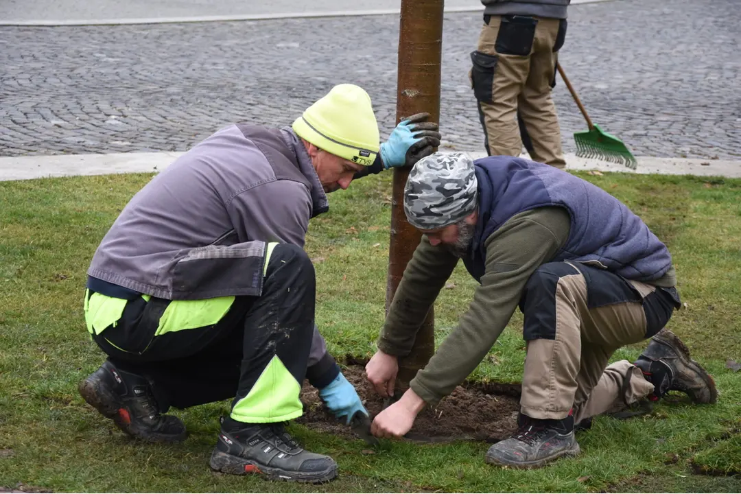 FOTO: Na Mierovom námestí v Trenčíne opäť stojí lipa. Tentokrát je to lipa malolistá, foto 8